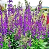 Lobelia Plant - Starship Blue