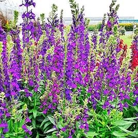 Lobelia Plant - Starship Blue