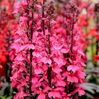 Lobelia Plant - Starship Deep Rose