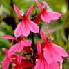 Lobelia Plant - Starship Deep Rose