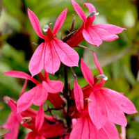 Lobelia Plant - Starship Deep Rose