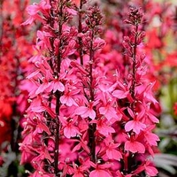 Lobelia Plant - Starship Deep Rose