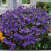 Lobelia Plants - Crystal Palace - 15