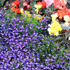 Lobelia Plants - Crystal Palace