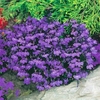 Lobelia Plants - Crystal Palace