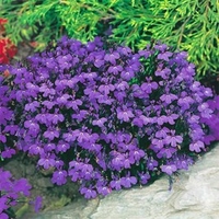 Lobelia Plants - Crystal Palace