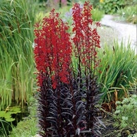 Lobelia Plants - Queen Victoria