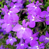 Lobelia Plants - Richardii