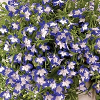 Lobelia Plants - Superstar
