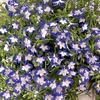 Lobelia Plants - Superstar