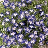 Lobelia Plants - Superstar
