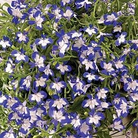 Lobelia Plants - Superstar