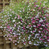 Lobelia Plants - Wonderfall Mixed