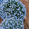 Lobelia Seeds - Cambridge Blue