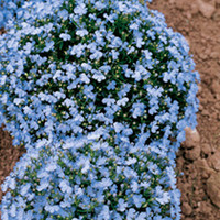 Lobelia Seeds - Cambridge Blue