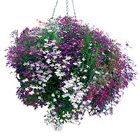 Lobelia Seeds - Cascade Mixed