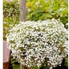 Lobelia Seeds - Cascade White