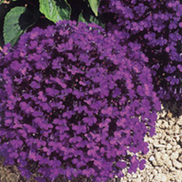 Lobelia Seeds - Crystal Palace