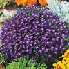 Lobelia Seeds - Mrs. Clibran,  Improved