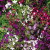 Lobelia Seeds - Regatta Mixed