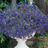 Lobelia Seeds - Sapphire (Blue Basket)
