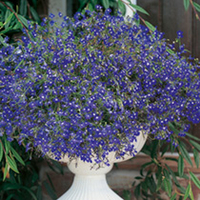 Lobelia Seeds - Sapphire (Blue Basket)