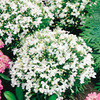 Lobelia Seeds - White Lady