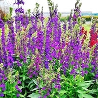 Lobelia spec. Plant - Starship Blue