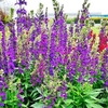 Lobelia spec. Plants - Starship Blue