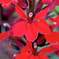 Lobelia speciosa Plant - Princess Scarlet