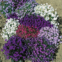 Lobelia String of Pearls Plants