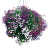 Lobelia Trailing Plants - Cascade Mix