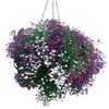 Lobelia Trailing Plants - Wonderfall Mixed