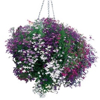 Lobelia Trailing Plants - Wonderfall Mixed