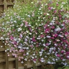 Lobelia Trailing Plants - Wonderfall Mixed