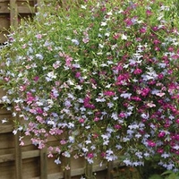 Lobelia Trailing Plants - Wonderfall Mixed