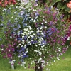 Lobelia Ultra Cascade Mixed