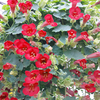 Lofos Plant - Wine Red