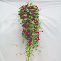Lofos Plants - Burgundy Falls