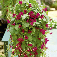 Lofos Plants - Burgundy Falls