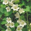 Lofos Plants - Summer Cream