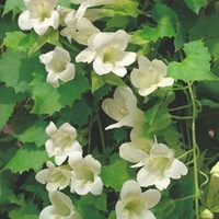 Lofos Plants - Summer Cream