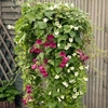 Lofos Plants - Twin Pack