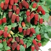 Loganberry Plant - LY654