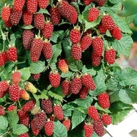 Loganberry Plant - LY654