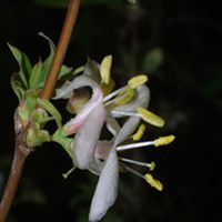 Lomatia Plant - Ferruginea