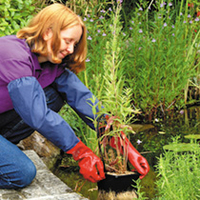 Long Arm Pond Gloves (Ladies)