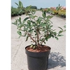Lonicera caerulea kamtschatica Plant
