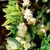 Lonicera fragrantissima