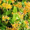 Lonicera henryi Copper Beauty Noble® (PBR)